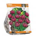 Baltus Tulipa Double Late Dream Touch tulpen bloembollen per 5 stuks